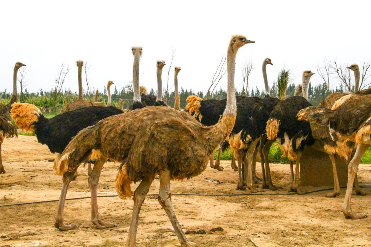 Le Domaine Limoune Oulad Teïma Buitenkant foto
